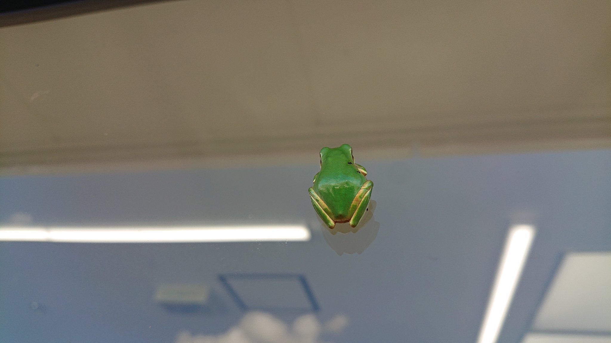 アマガエル可愛い Twitter Search Twitter