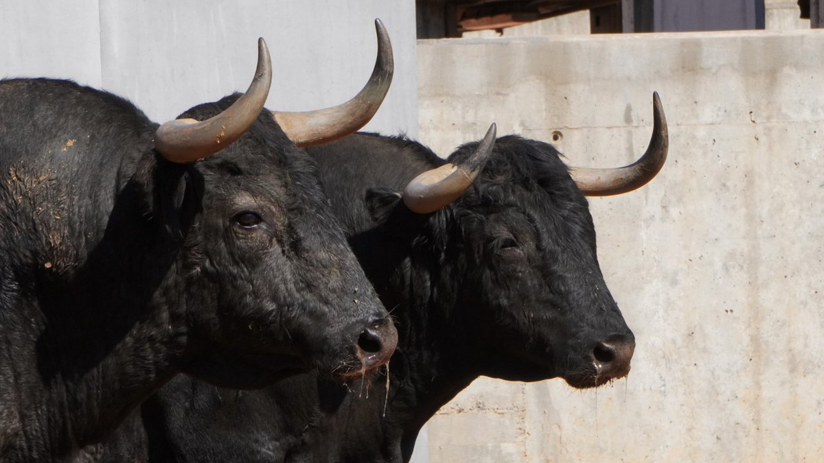🚨🚨 ¡Todo listo para esta tarde! 🚨🚨

⛔ ¡Ahora nada nos detiene! ⛔

🏟️ Ven a los toros en Alcalá de Henares 🏟️

#EsteAñoSí

🎟️ Compra tus entradas en loyjor.com 💻