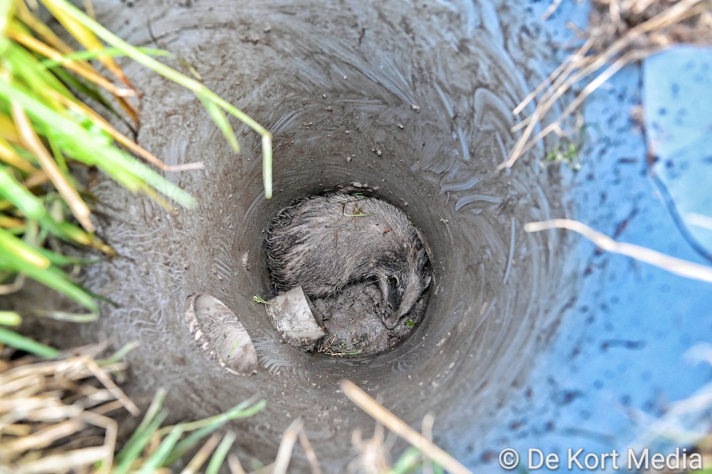 TobyDeKort's tweet photo. #Das uit put gered bij #Oisterwijk: ‘Hij bijt je hand er zo af’ @SSiBBrabant @Natuurmonument https://t.co/9i4vsdDHwv https://t.co/LaKJUpgWmJ