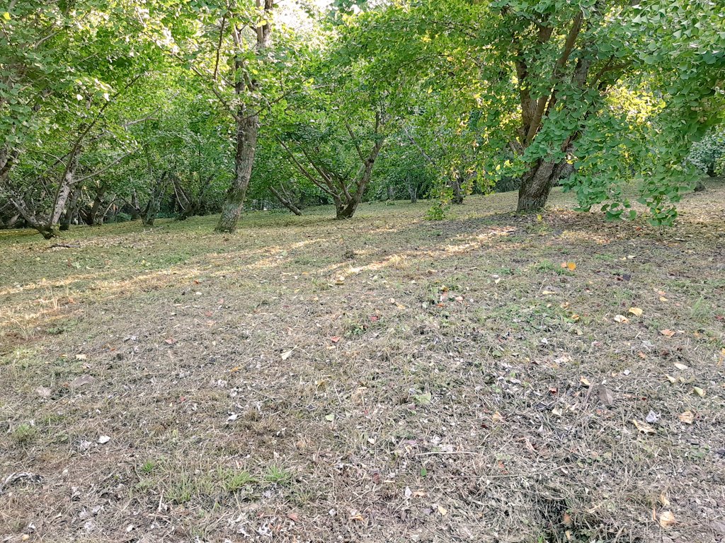 あおてん農園 Aoten טוויטר あおてん農園 Aoten טוויטר