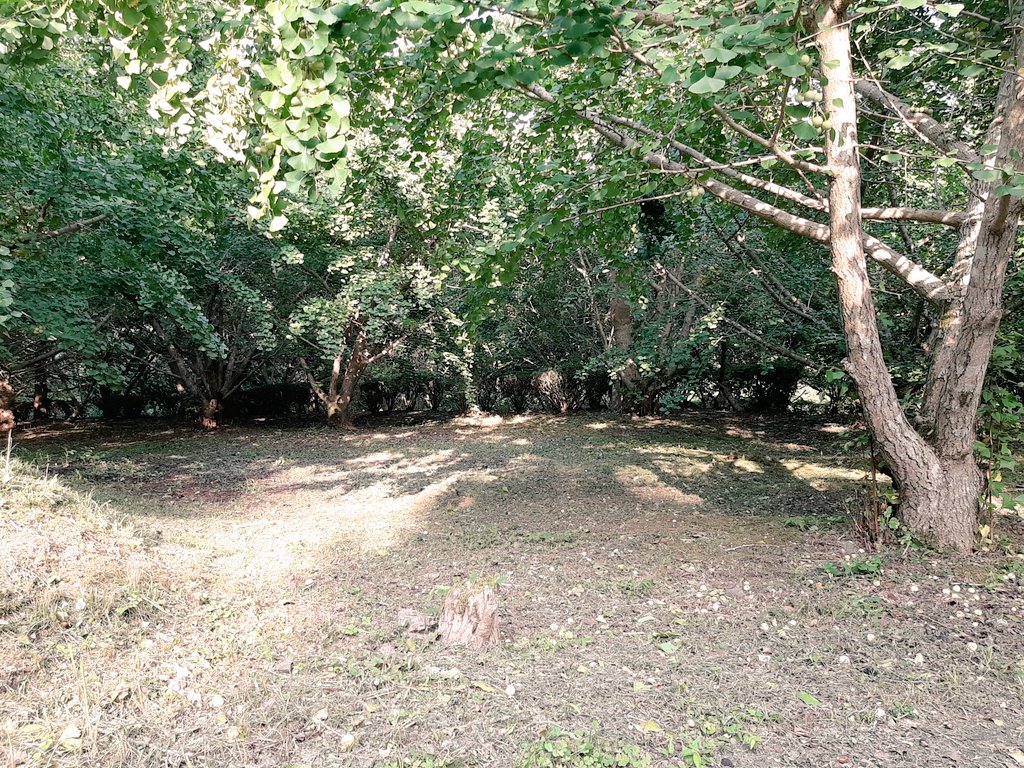 あおてん農園 Aoten טוויטר あおてん農園 Aoten טוויטר