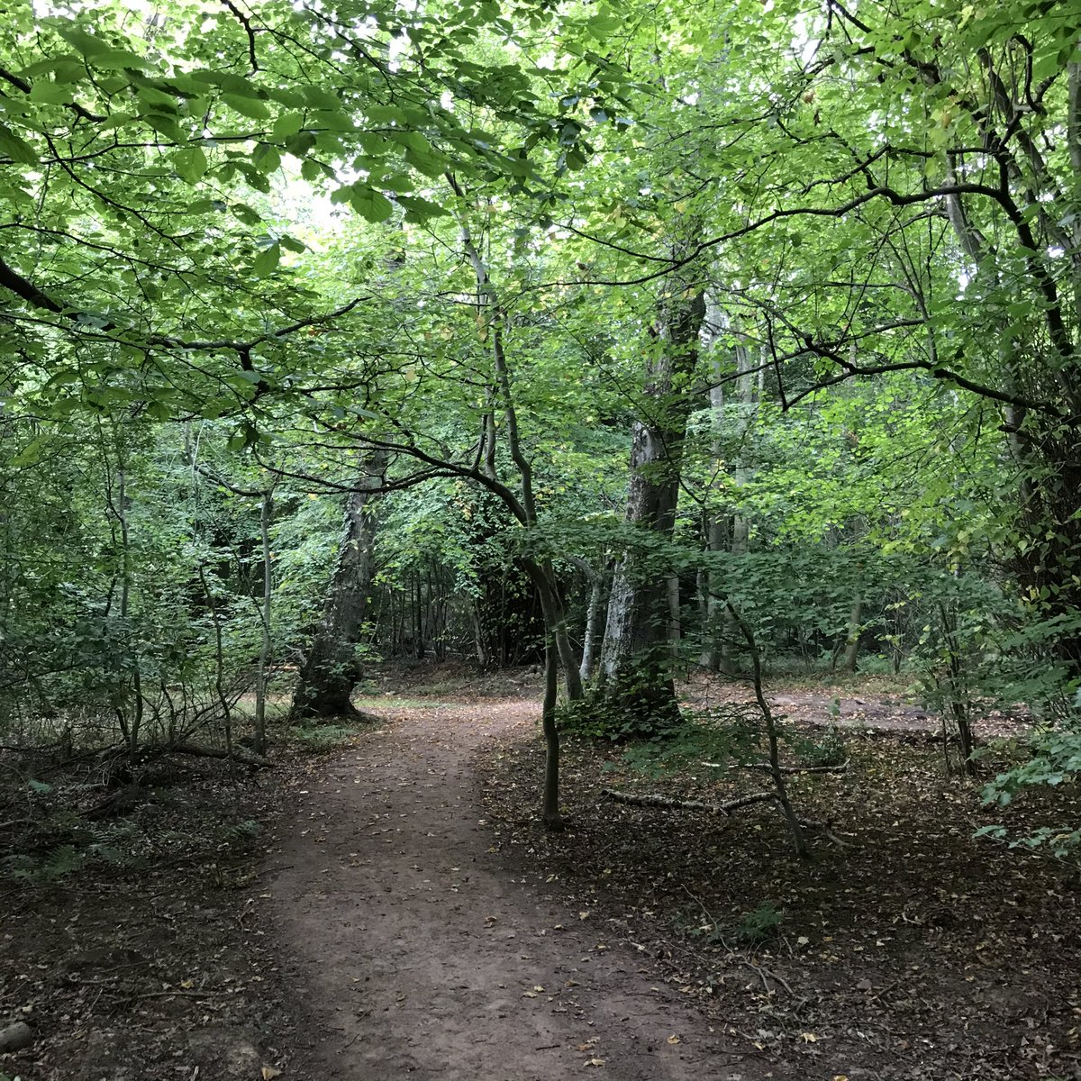 Join us in the woods; 7pm; Monday 30 August. Find out how to get involved, what we’ve done lately, future plans. It’s our AGM but will be very informal and short! Meet friends; enjoy delicious refreshments from Buck and Birch. Under cover so good whatever the weather.
