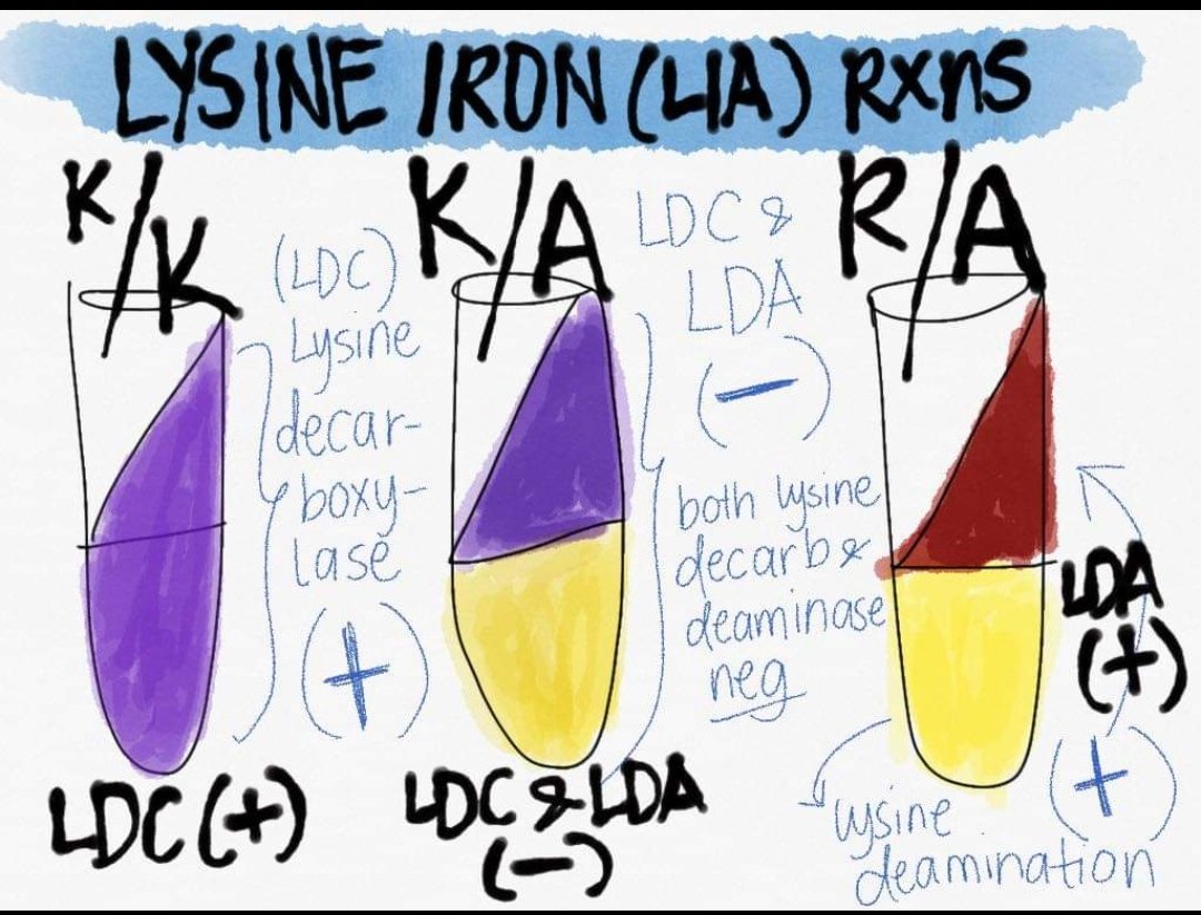 medtechlyfe's tweet photo. 📚TSI AND LIA COLOR REACTIONS 📚

juzkodzai struggle ito! limot ko na sya actually. pati mga organisms. pero mas madali ma-gets pag talagang nagdrawing ka. Hope this helps!

#Bacteriology
#MedTechNotes
#MedTechLife
#StudyTwt https://t.co/uDT6m4uOQP