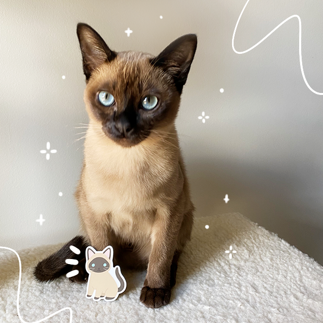 Tonky and his mini-me! 💙

#cats #CuteCats #pets #Sticker #STICKER_1MillionPreOrders #ArtistOnTwitter #etsy #gifts