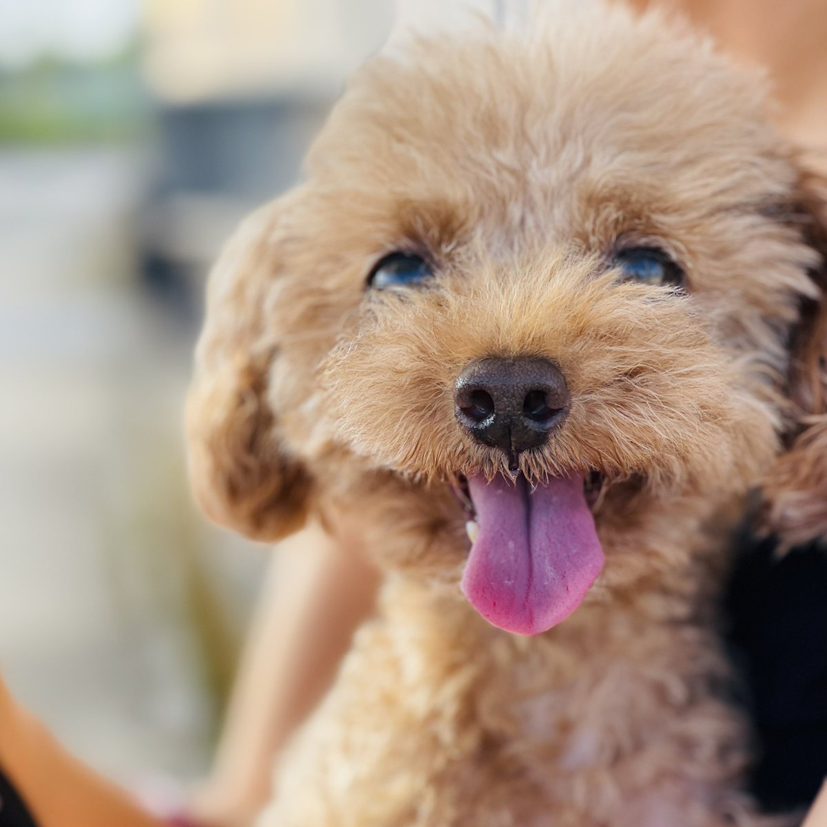 Tosh على تويتر 朝の散歩中のチャーリー 散歩が大好きでニコニコだね 喉が渇いたのか いつもよりハーハー言ってる もうちょっとで 家だから頑張ろうね トイプードル トイプードル女の子 犬 犬好きな人と繋がりたい 犬スタグラム 犬のいる暮らし