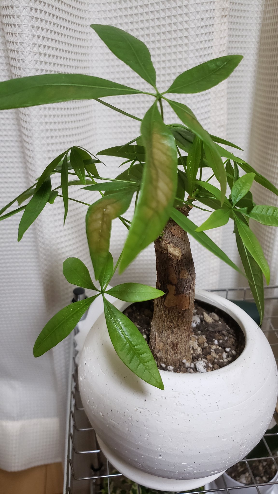ぱうり パキラ葉焼けさせてしまった ダイソー 観葉植物 パキラ T Co Rtuqlvmi7m Twitter