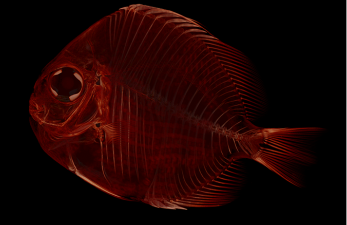 Kory Yanfei (Evans PhD) tweet media