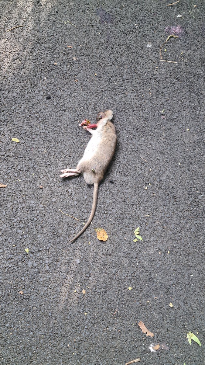 lake_roadkill's tweet photo. city ginnel-kill https://t.co/CjmrLtczb2