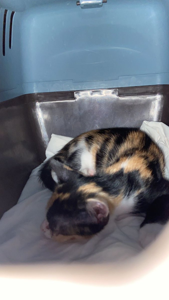 #Urgente!Trico nos ha dado un susto,la han encontrado con sangre en el ojo. Vuelve a tener infección.Necesita medicación y en el refugio no podemos atenderla debidamente. Por favor una acogida temporal. 
Si alguien puede que contacte por privado o a Voluntariado@mininosmurcia.com