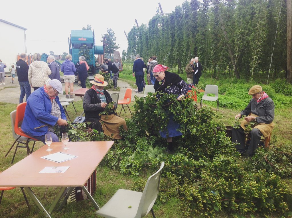 deplukker's tweet photo. Manuele en machinale #hoppluk in één beeld op het biobierenfestival https://t.co/fbjnSRGrpy