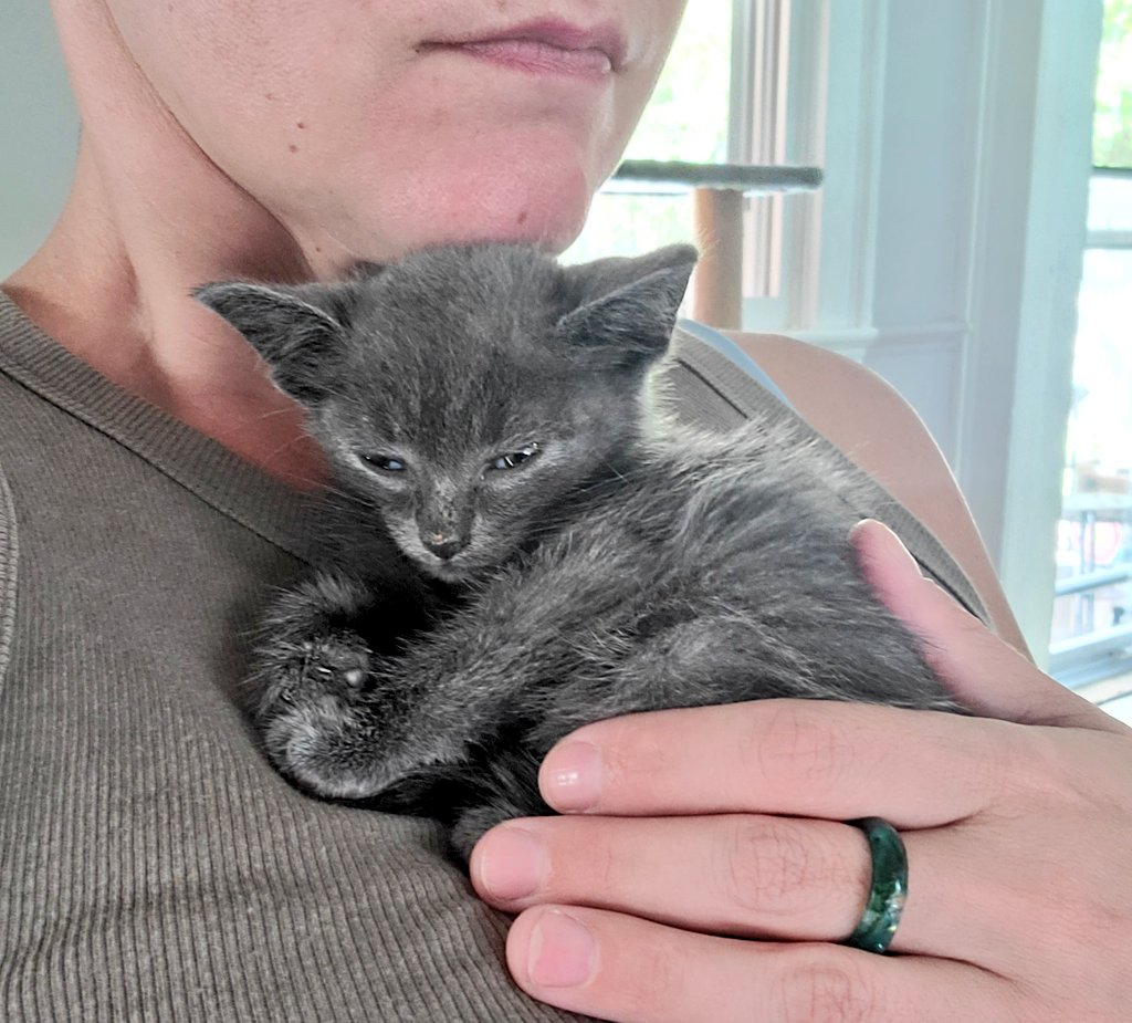 At the ER with this 7 week old, 13 oz nugget who just can't gain weight. Nobody had room for her til Sept. so it's our last resort. 💔 If you'd like to help my venmo is @sarahdonnerparty and there's a PayPal donate button on my website. I'm so frustrated that I can't do more.