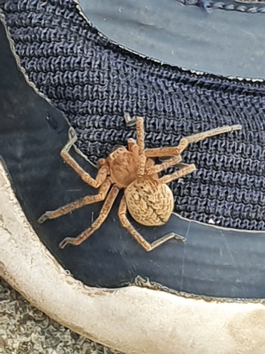 adrian fuentes tweet media