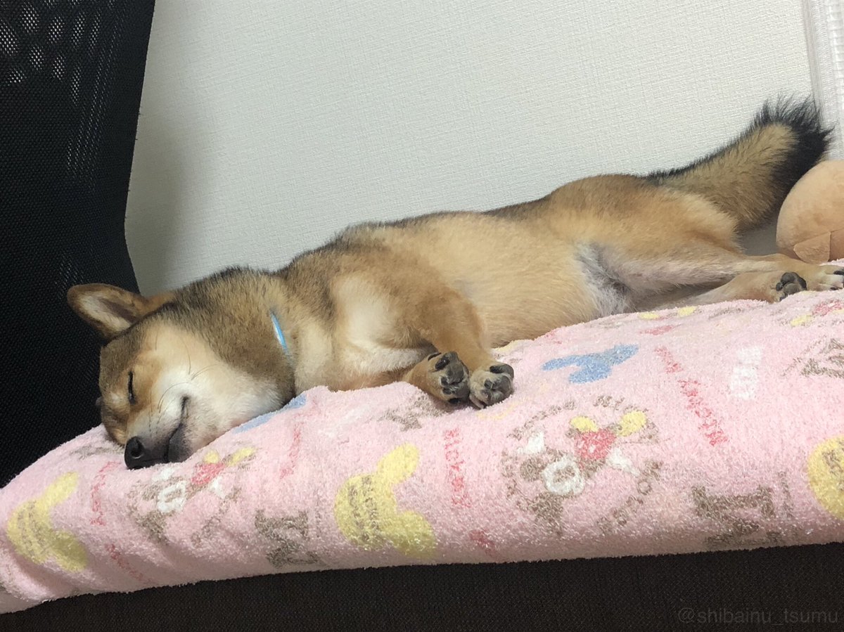 和み犬 柴犬つむ おやすみ つむ と思ったら 怖いて 笑笑 柴犬つむ 寝顔 犬のいる生活 素敵な週末を おやすみなさい