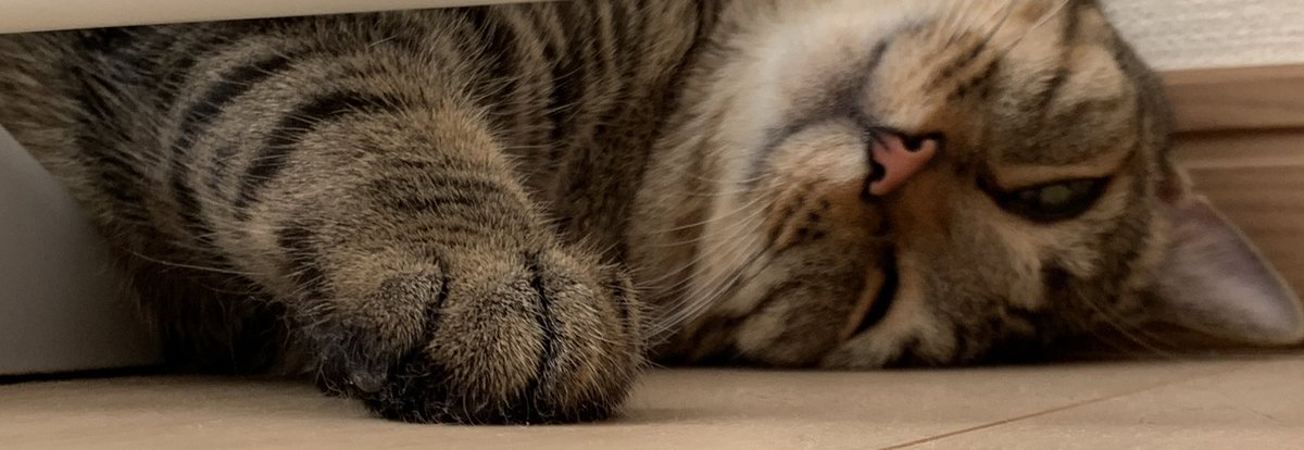 さくら A Twitter 保護猫から 2匹目を迎えようか悩んでます 先住猫は三歳の男の子です 甘えん坊です 多頭飼い経験なく 相性が気になります 男か女か 性格の相性とか どうなんでしょうか 猫好きさんと繋がりたい 猫のいる暮らし 猫 さくら A Twitter 保護猫から 2匹目を迎えようか悩んでます 先住猫は三歳の男の子です 甘えん坊です 多頭飼い経験なく 相性が気になります 男か女か 性格の相性とか どうなんでしょうか 猫好きさんと繋がりたい 猫のいる暮らし 猫