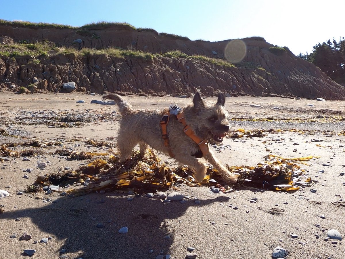 Hubble_BTerrier's tweet image. What a great beach walk this morning with my pals Odie and Alfie. 😃🐾🐾 #BTPosse #Hubblecam