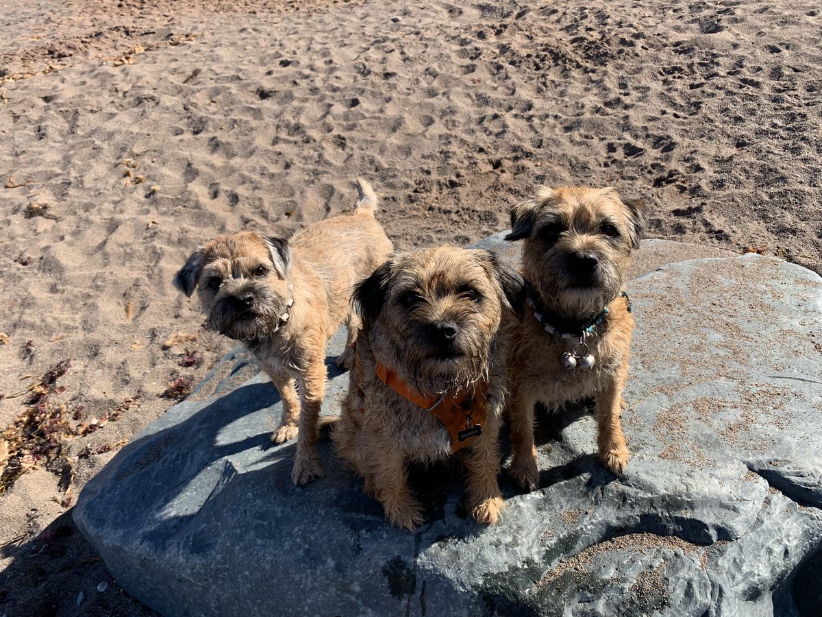 Hubble_BTerrier's tweet image. What a great beach walk this morning with my pals Odie and Alfie. 😃🐾🐾 #BTPosse #Hubblecam