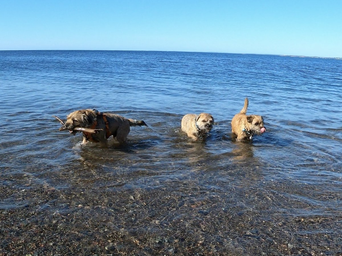 Hubble_BTerrier's tweet image. What a great beach walk this morning with my pals Odie and Alfie. 😃🐾🐾 #BTPosse #Hubblecam