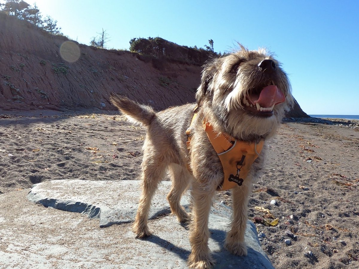 Hubble_BTerrier's tweet image. What a great beach walk this morning with my pals Odie and Alfie. 😃🐾🐾 #BTPosse #Hubblecam