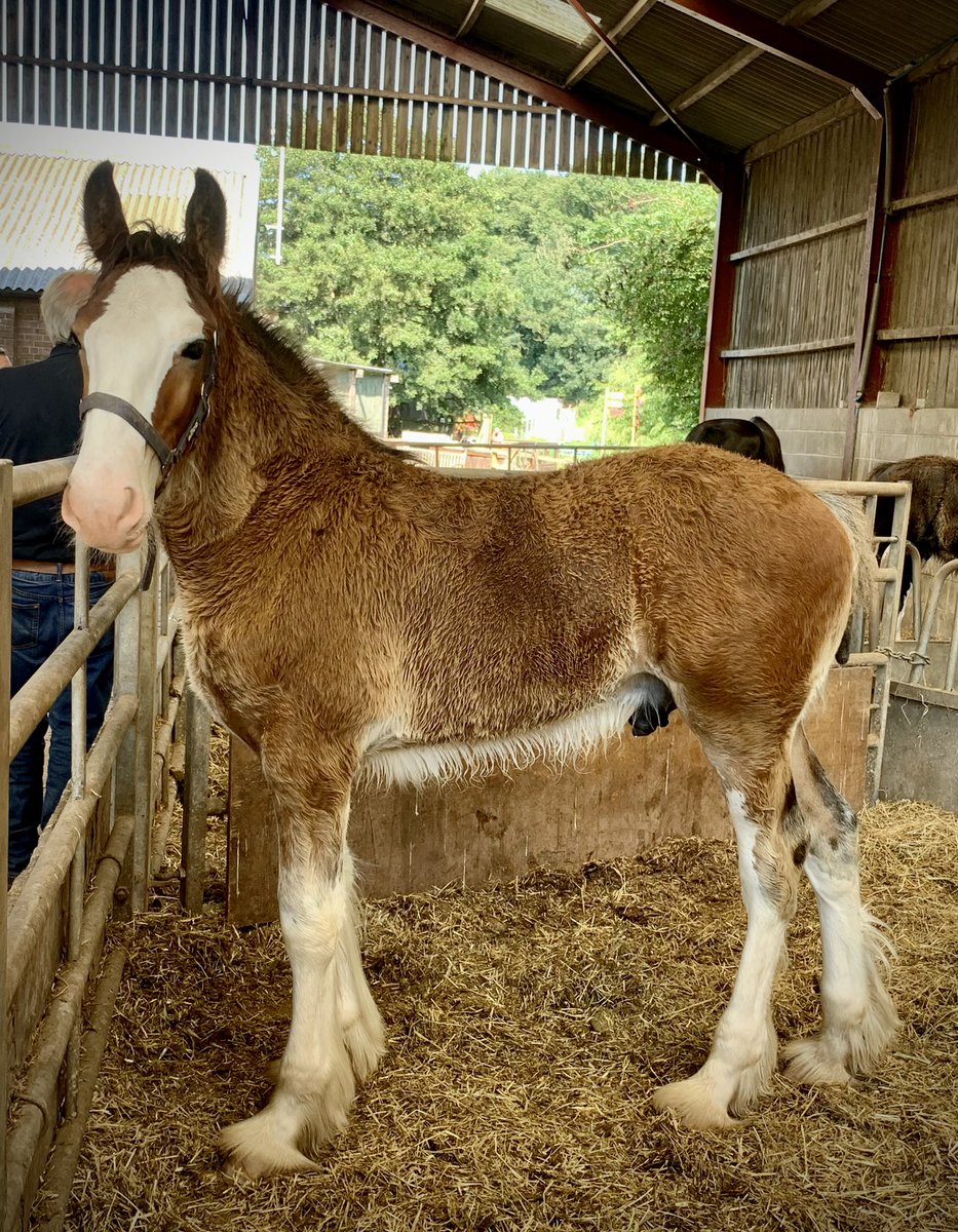 Cotebrook Shire Horse Centre tweet media