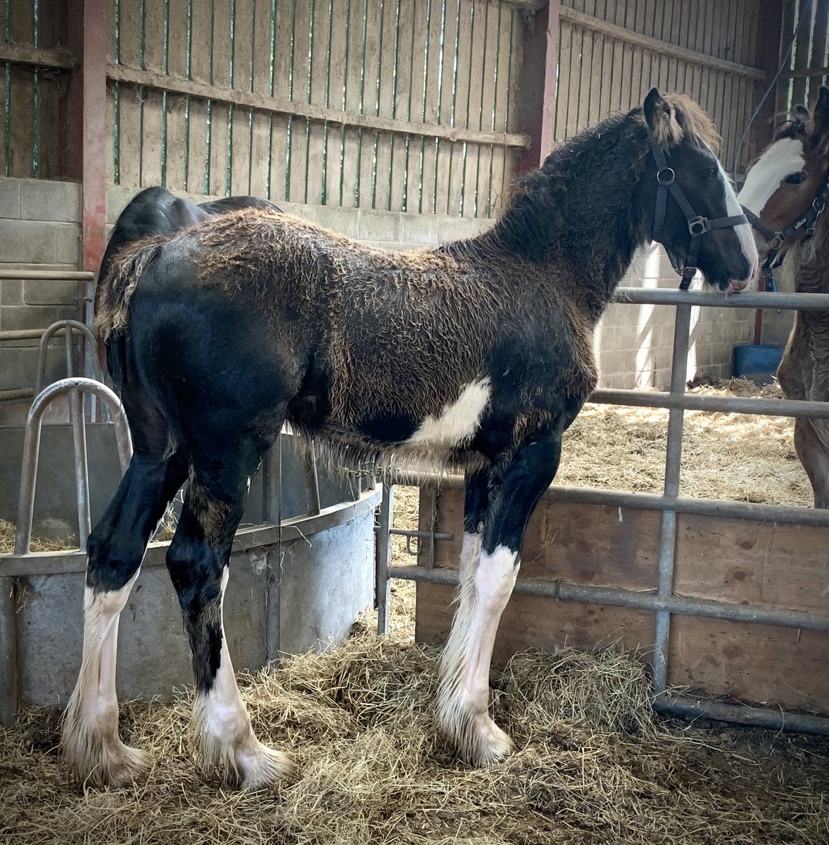 Cotebrook Shire Horse Centre tweet media