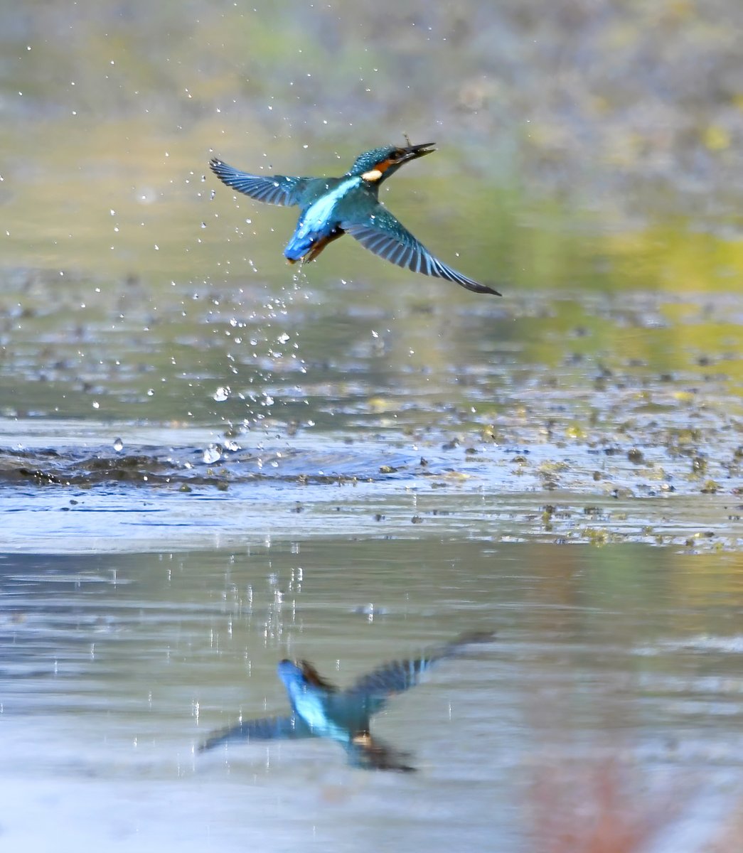 CarlBovisNature's tweet photo. Kingfisher reflection. 😍

I saw a Kingfisher again at RSPB Greylake in Somerset today, but it was quite distant.
  This photo isn't award winning, but personally I like it more than the 2 Kingfishers in flight that I took last week!
  It appeals more to my artistic eye! 😊🐦 https://t.co/sqHzv1OyiL