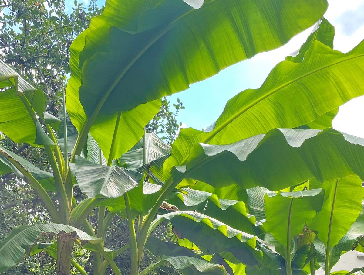 St John the Divine (@sjtdprimary) on Twitter photo Our green fingered gurus have been working hard to produce invigorating natural learning spaces ready for the new term. A bit more sun and we might even get some ripe bananas to enjoy!
<a href="/ThePalmCentre/">The Palm Centre</a> <a href="/Londonsplantman/">Darren Stobbart</a> Our green fingered gurus have been working hard to produce invigorating natural learning spaces ready for the new term. A bit more sun and we might even get some ripe bananas to enjoy!
<a href="/ThePalmCentre/">The Palm Centre</a> <a href="/Londonsplantman/">Darren Stobbart</a>
