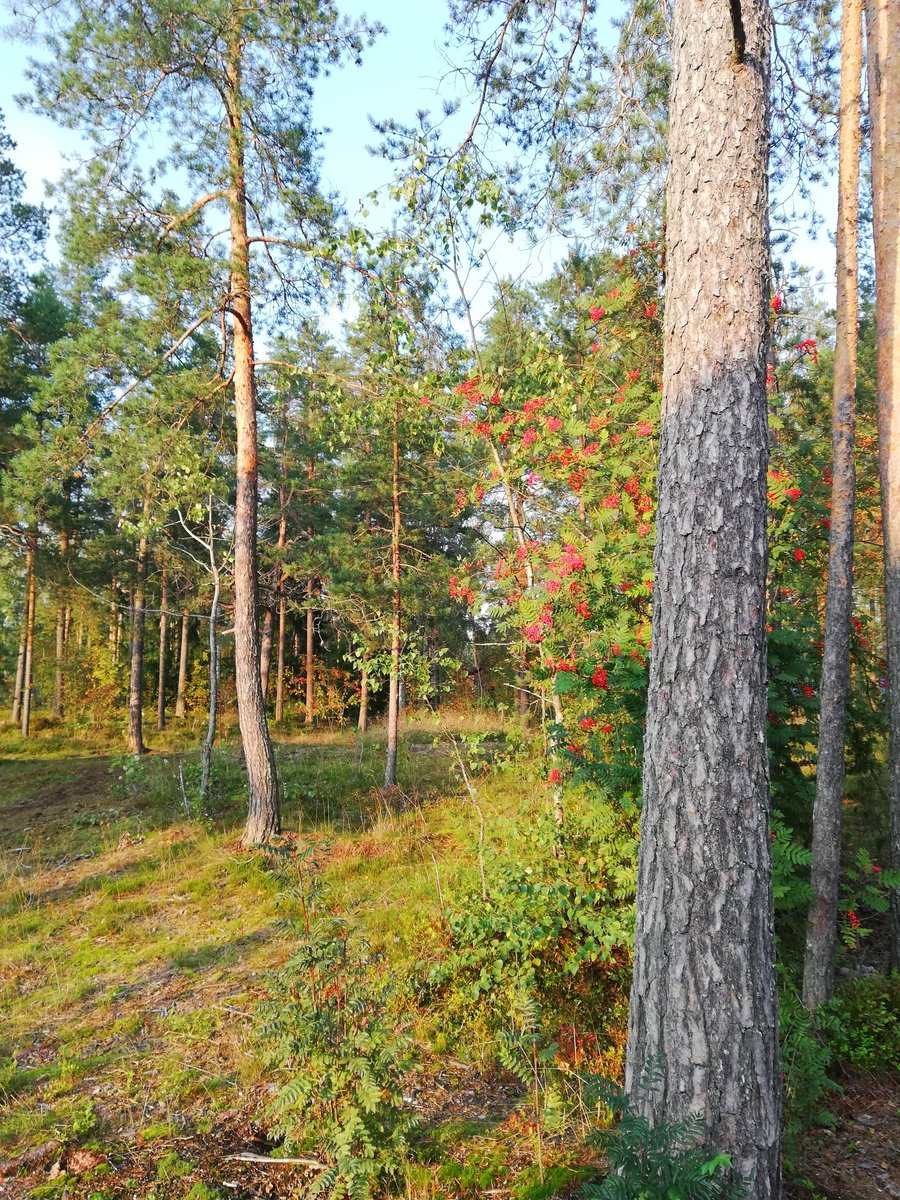 Suomen luonnon päivän kunniaksi nukutaan yö ulkona. #nukuyöulkona #suomenluonnonpäivä #suomenlatu #metsä