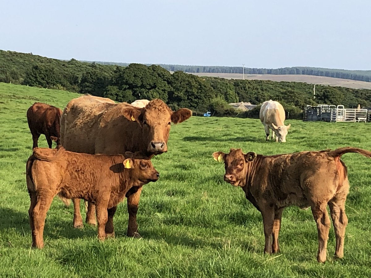 bellevuefarmco1's tweet photo. Some of our cows and calves enjoying the sun tonight!🐃🐂
@VisitArran @VisitScotland @GoRuralScotland  #arran #arranwelcome #bellevuearran #farmtours #cows #farminglife #beefcows #summer2021 https://t.co/SlbQuZhYh5