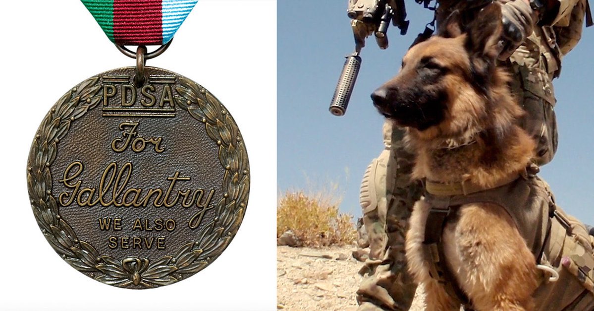 Bosco4Indy's tweet image. Did you know that @BWallaceMP got a General Service Medal for his service in Northern Ireland?
The only requirement is having been there for 30 days, even desk jobs qualify
And this "pet" got an award for gallantry in Afghanistan
Just saying