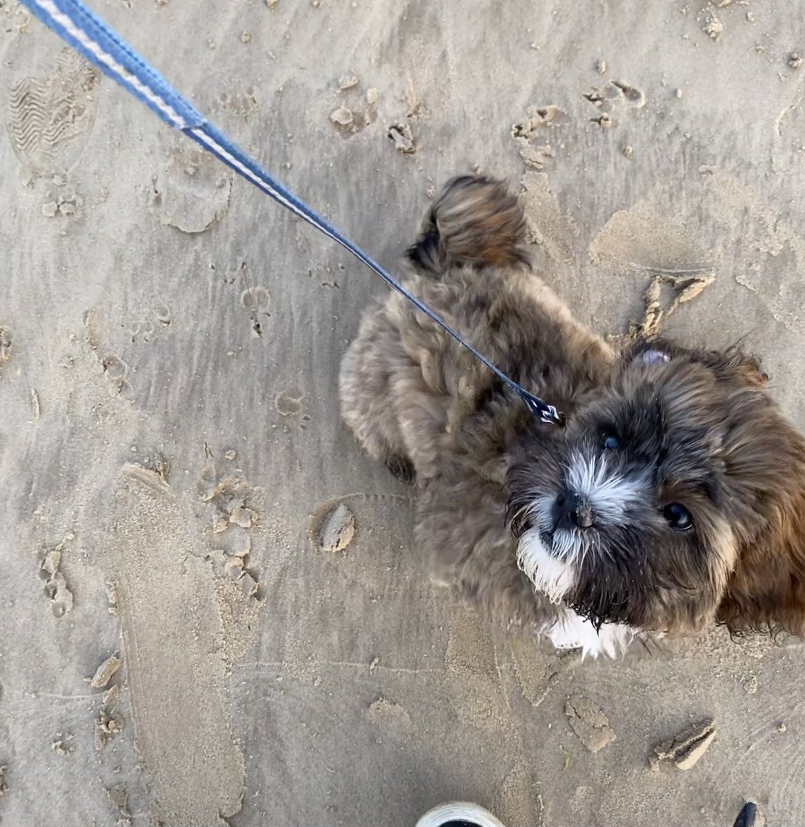 chlobird96's tweet photo. Sunny walks with our puppy💙 https://t.co/v3YXGLLcin