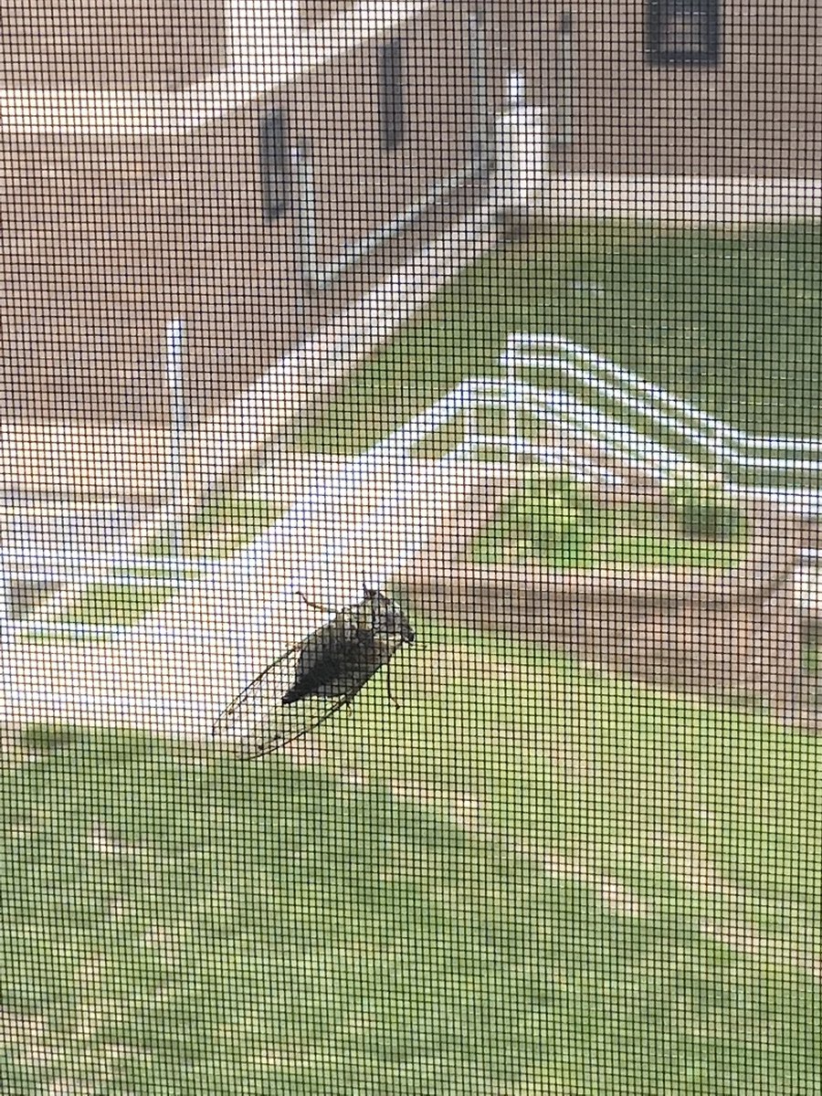 taylorcc__'s tweet photo. if you’re in ny don’t go outside today!! this thing is out there, praying for y’all!!  🥰 https://t.co/9hxpRobbpK