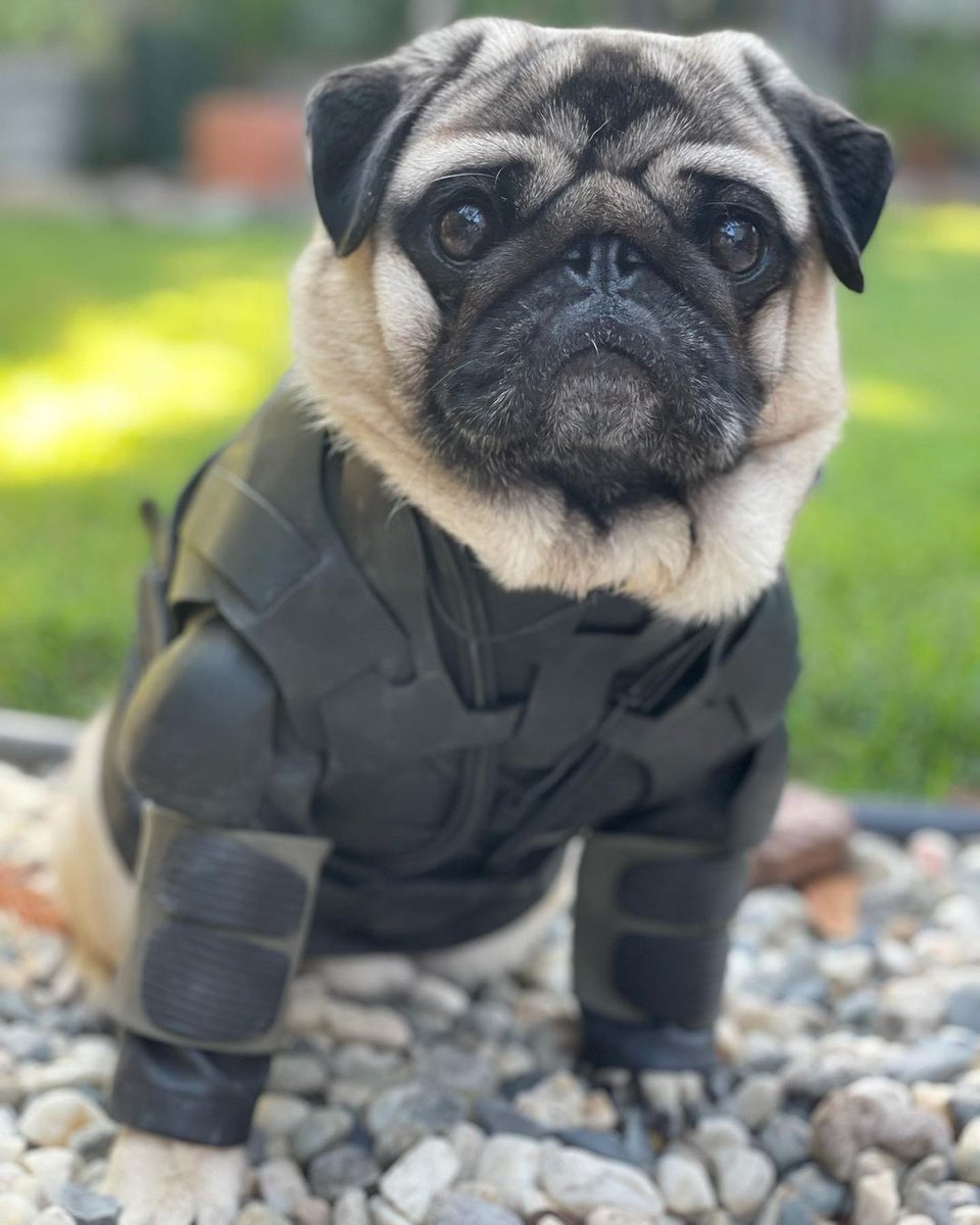 SecretsOfDune's tweet photo. Casting Rumor. Apparently the war pug in David Lynch's Dune has been reimagined as a Fremen companion. The costumes are unpawlievable 🐾 Via @pupstarsonoma https://t.co/hUgEJrepsm #DuneMovie https://t.co/ndt10gH1Xh