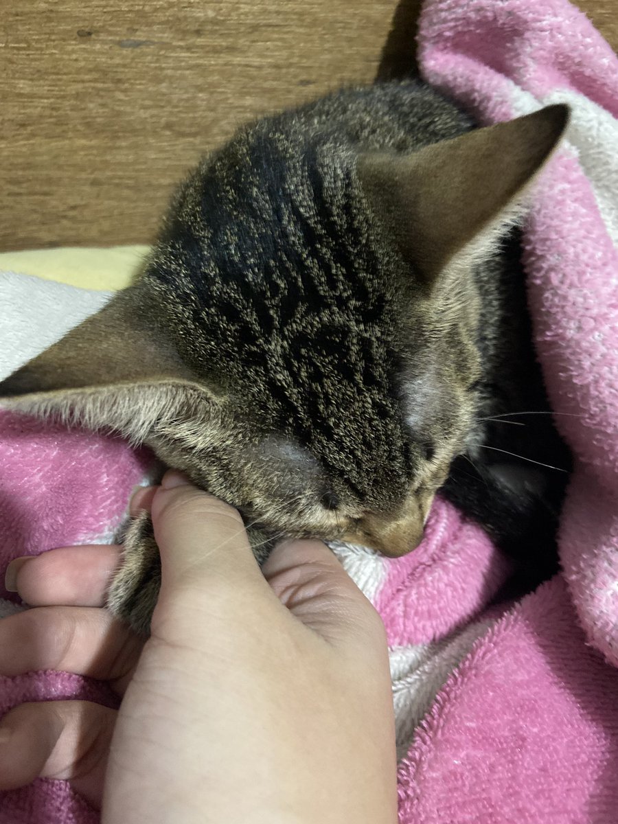 swswlang's tweet photo. Hi twitter kakapalan ko na muka ko :,(( . Naaksidente po yung pusa ko nakita ko na lang sya umiiyak at nanginginig. May malaki syang hiwa sa binti nya(na hindi ko mapicturan ng maayos kasi umiiyak sya every time na nahahawakan) pls help me fund my cat for vet :(( please https://t.co/dZbW6IcVGr