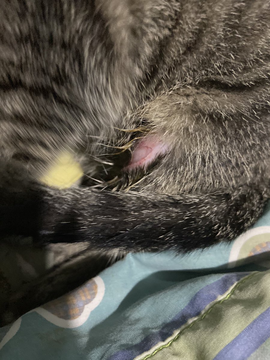 swswlang's tweet photo. Hi twitter kakapalan ko na muka ko :,(( . Naaksidente po yung pusa ko nakita ko na lang sya umiiyak at nanginginig. May malaki syang hiwa sa binti nya(na hindi ko mapicturan ng maayos kasi umiiyak sya every time na nahahawakan) pls help me fund my cat for vet :(( please https://t.co/dZbW6IcVGr