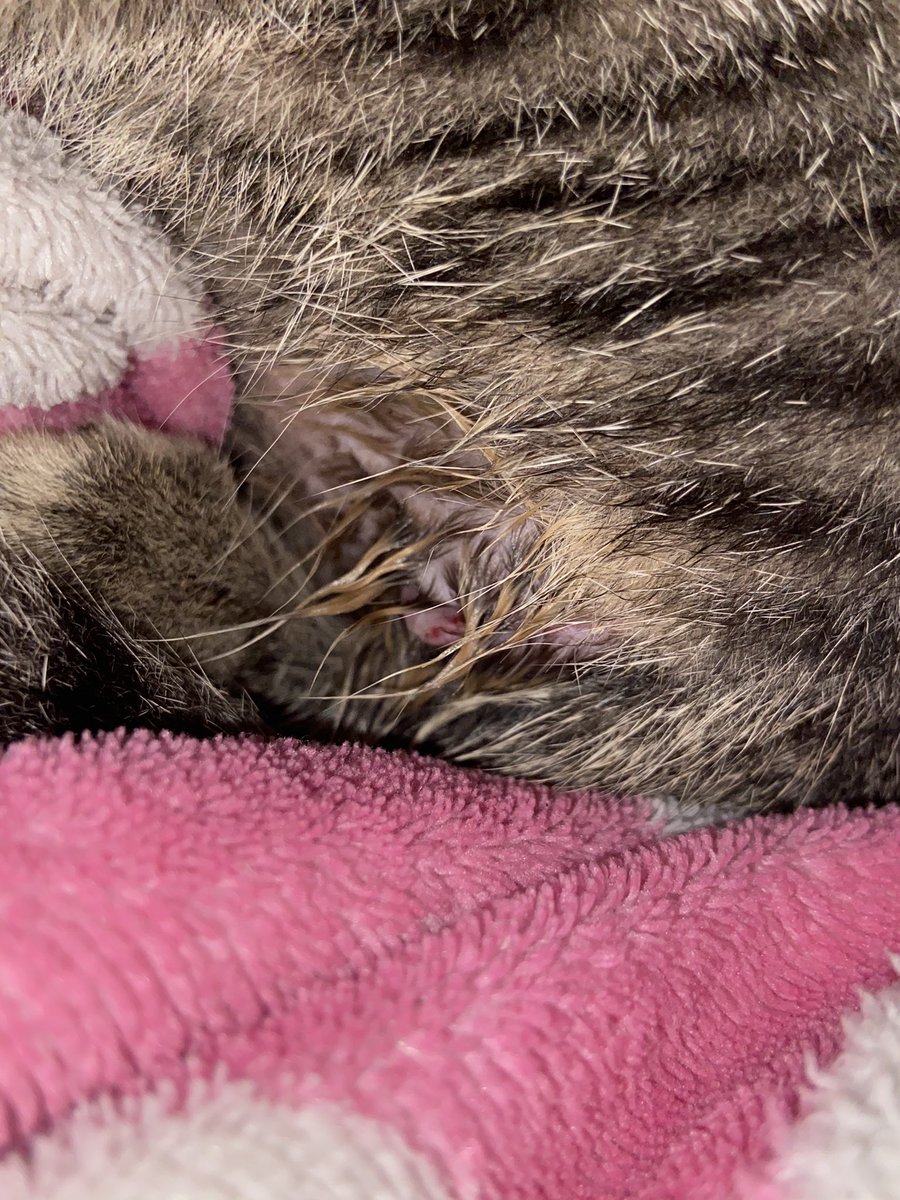 swswlang's tweet photo. Hi twitter kakapalan ko na muka ko :,(( . Naaksidente po yung pusa ko nakita ko na lang sya umiiyak at nanginginig. May malaki syang hiwa sa binti nya(na hindi ko mapicturan ng maayos kasi umiiyak sya every time na nahahawakan) pls help me fund my cat for vet :(( please https://t.co/dZbW6IcVGr