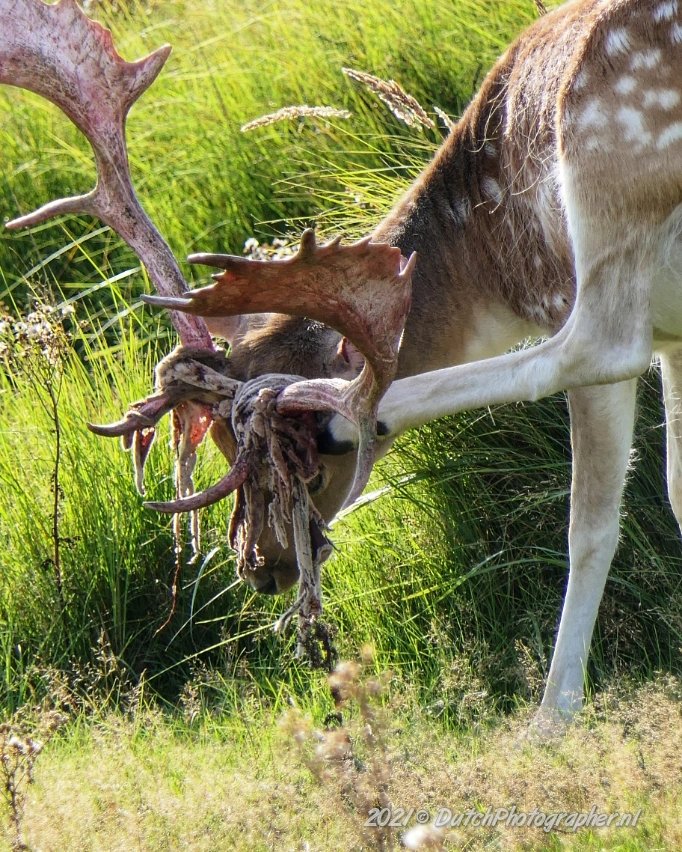 Dutchphotograp's tweet photo. De damherten zijn aan het vegen. Hun bast laat los en het volle gewei komt naar voren om straks weer te knokken om de hindes.
#awd #damhert #natuur #hert https://t.co/zLV1OvkTDh