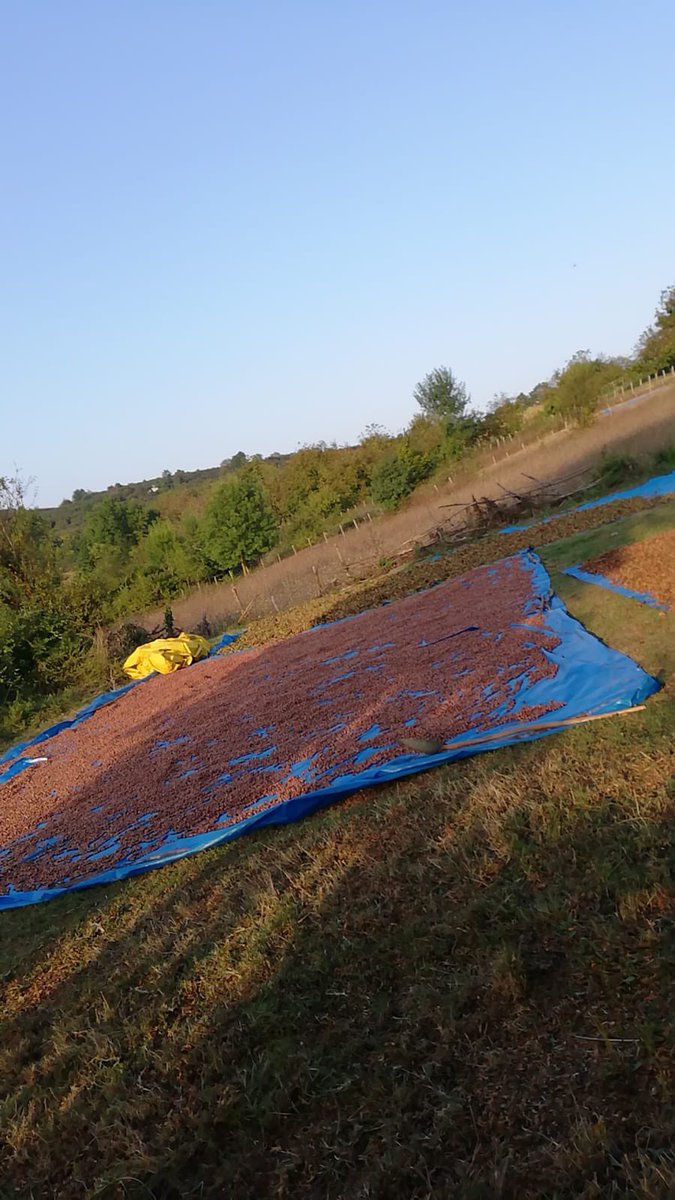 guzeluzeyir's tweet photo. Siz daha iyi #Nutella #Sarella yiyesiniz diye
#Fındık ları toplamaya devam ediyoruz .. Haydin iyi Akşamlar 🌆 https://t.co/jvj6PxPOlB