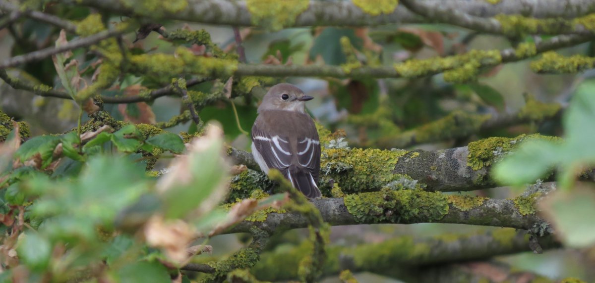 No Wryneck @bockhillbirders today, but this Pied Flycatcher showed well this afternoon.