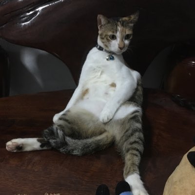 #NewProfilePic นี่แมวเรา ใครเอารูปเราไปเราจะตามไปหลอกหลอนถึงบ้านเลยคอยดู