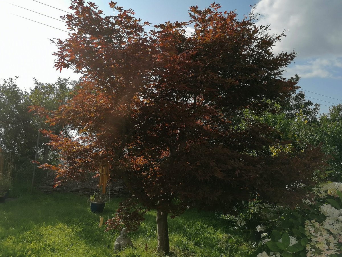 darthfader8008's tweet photo. @HouseBreakfast_ my plant tax - the Japanese Maple that my mum has grown for like 20yrs. Will attempt a better photo when I'm less ill https://t.co/eSp78AAo31