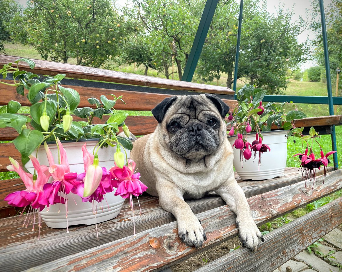 Maurice_the_Pug's tweet photo. πI want to show you something beautiful π My two beautiful types of Fuchsiaβs I grow πΊπΈ
Iβm so proud of themππΈwe have a total of 15 π€
#MauriceThePug #TheUniverseOfMaurice #fuchsia #summer #weekend #happymoments #naturelovers #pug #veryimportantpug https://t.co/31DOAKXEPS