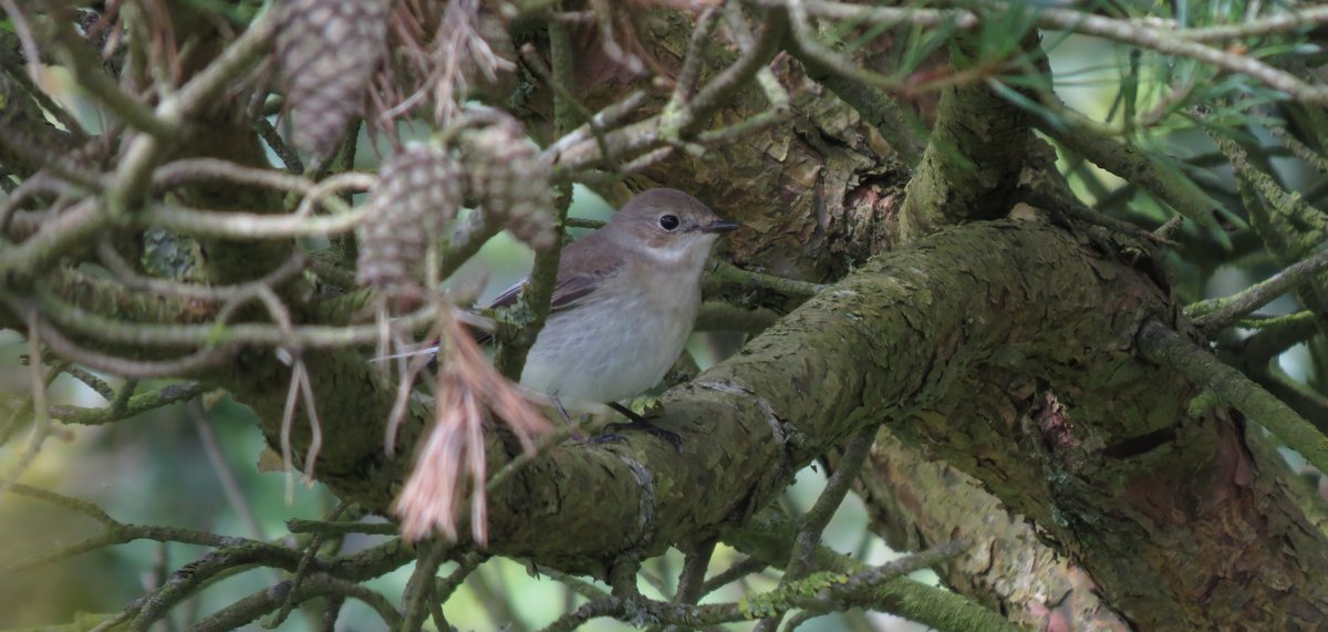 The wind & rain didn't help, but a selection of birds seen today @bockhillbirders. Redstart, Willow Warb, Turnstone.