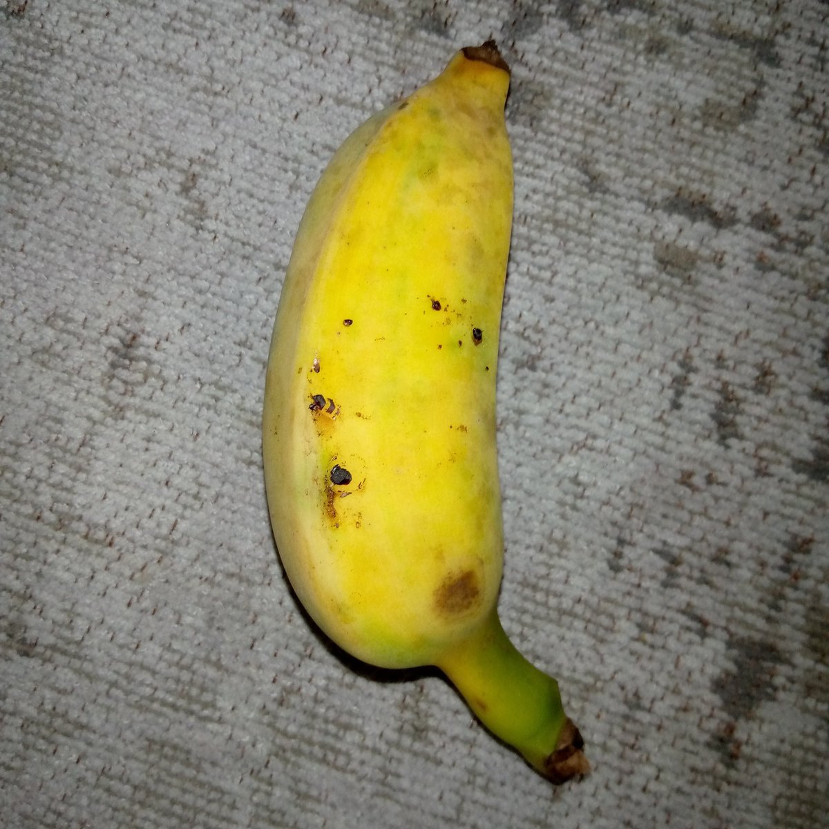SabzerAzoh's tweet photo. The Burro Banana and Baby bananas are 100% natural (alkaline). They were created by nature, they were not hybridized by man. They contain electricity and essential minerals. Potassium is their highest minerals content... https://t.co/CGNtY1j9FL