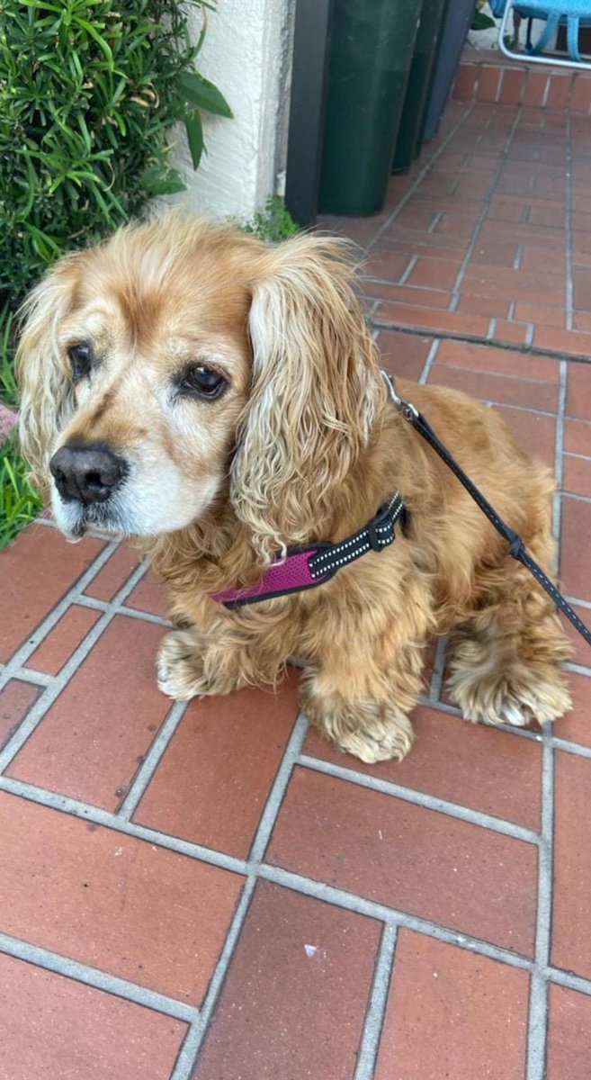 EnterpriseAud's tweet photo. @FlCoastalCocker Loved my Daisy Girl ❤️ https://t.co/a2F18Zfc7G