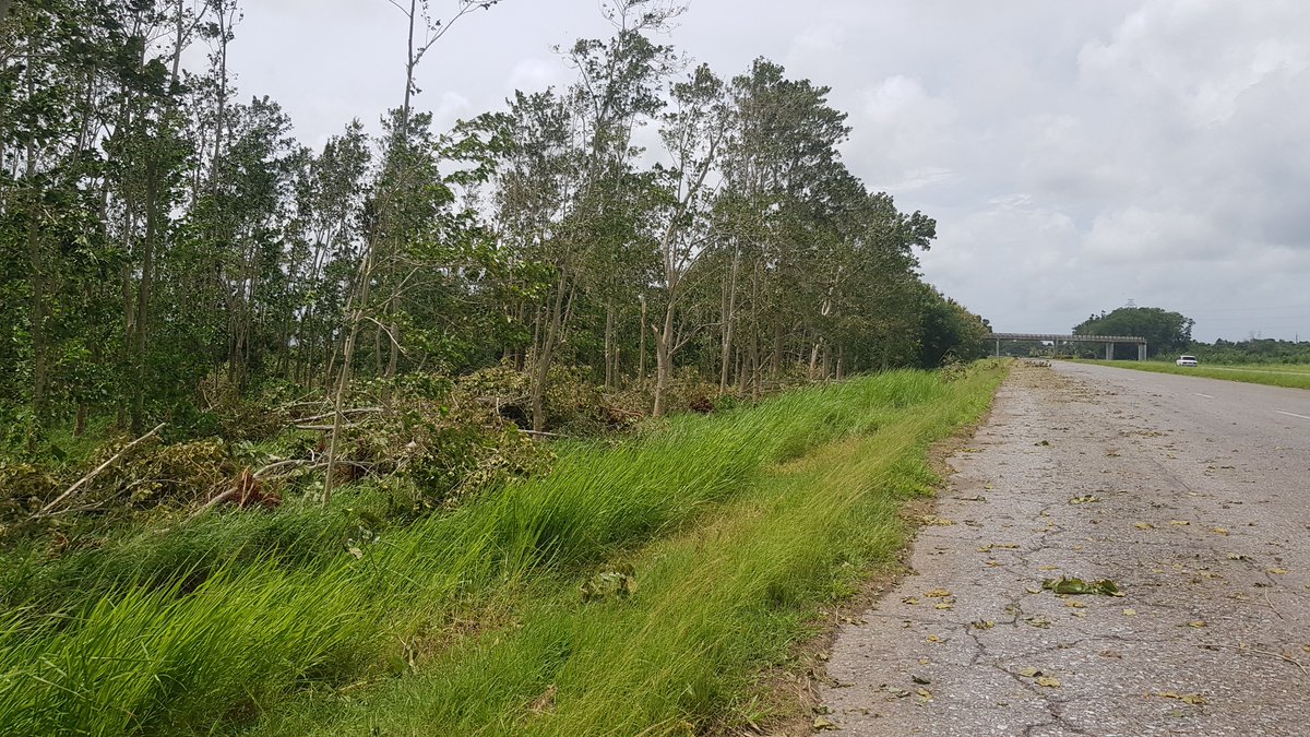 palma_tejas's tweet photo. Los daños en #PinardelRío como consecuencia del #huracán #Ida no son significativos. Sin embargo, el organismo provocó la caída de árboles. https://t.co/hxugT0dflC