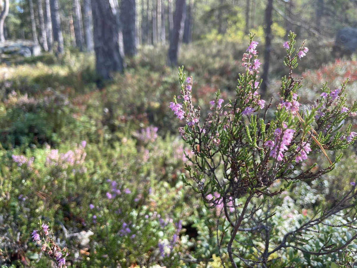 Hyvää Suomen luonnon päivää!