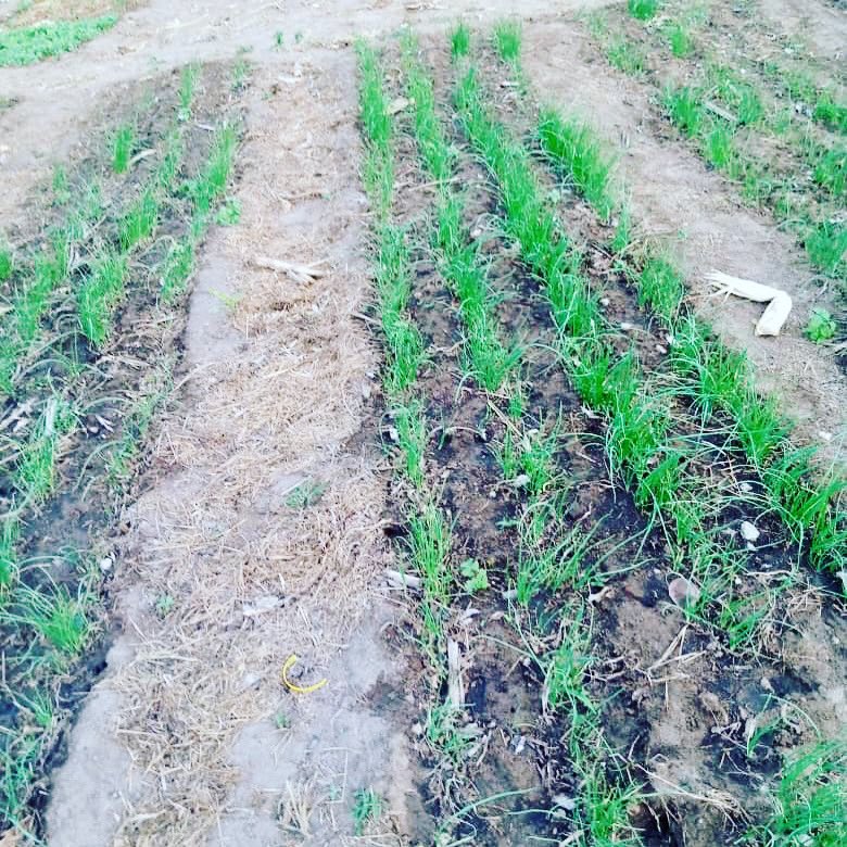 rarecrayfarms's tweet photo. We planted 55,000 plants on the 20th of March 2021. We considered purchasing transplants but decided against it to ensure we do not miss out on the learnings. #onionproject #backyardfarming #farminginzimbabwe #agribusinesszw #sustainablefarming #rarecrayfarms https://t.co/euYEaokwQv