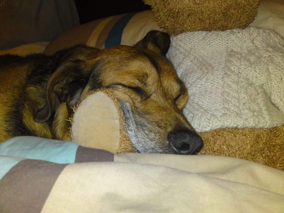 UKUSCAdoggie's tweet photo. Celebrating the precious pets we have loved and lost ❤
#RainbowBridgeRemembranceDay
#RescueDogs #preciouspets #love https://t.co/IWT90pYjtL