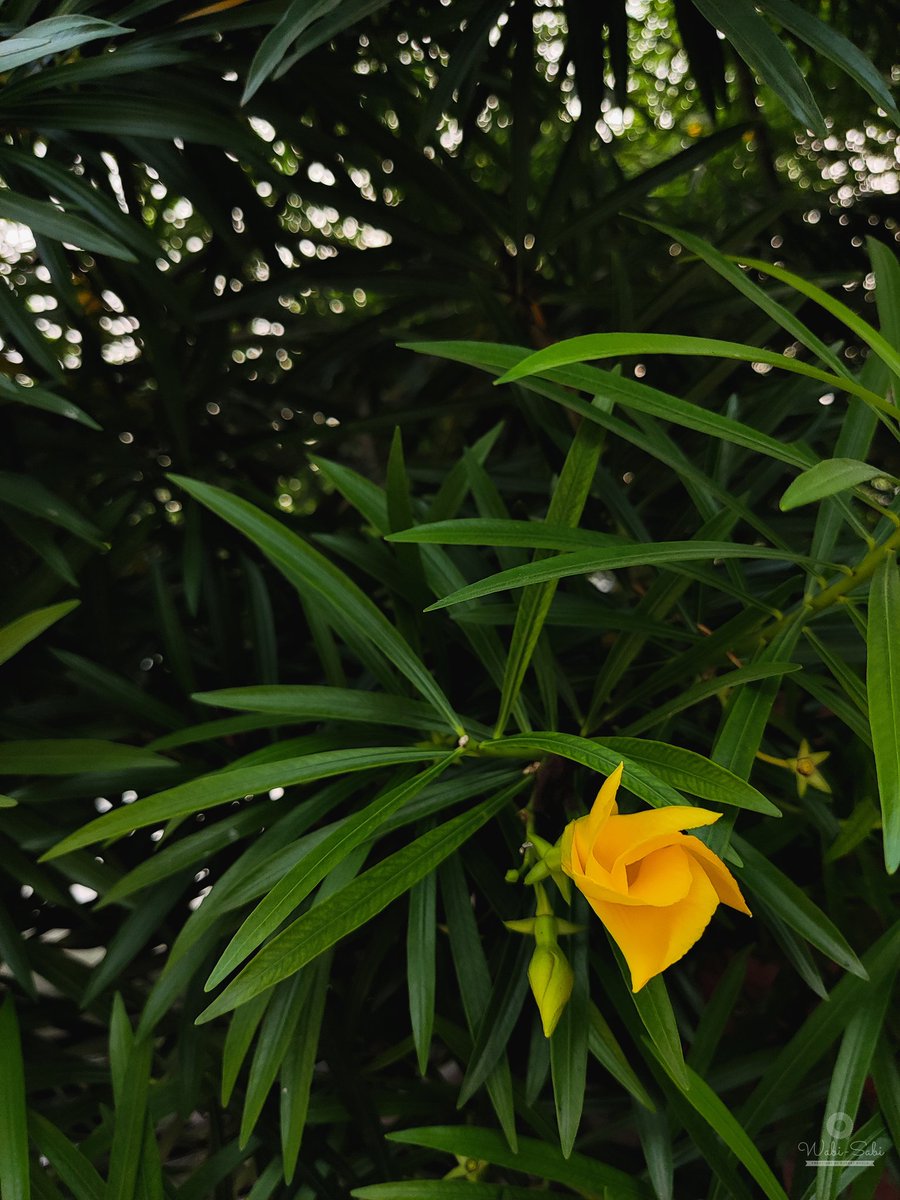 BholaPuneet's tweet photo. A good morning vibes... 
. 
. 
Shot on @XiaomiIndia #mi11x
. 
. 
#good #morning #vibes #yellow #flower #bokeh #walk #happiness https://t.co/2gzHk2dwod