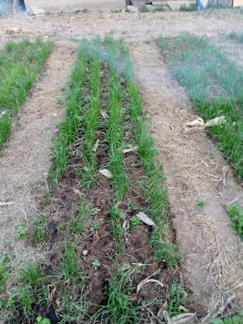 rarecrayfarms's tweet photo. For seed beds and planting we did the following:
1.Sprinkled a bit of light manure on the rows 2. Watered the rows 3. Sprinkled onion seeds on the wet rows 4. Sprinkled some soil on the rows to cover the seeds 5. Watered the rows. #onionproject #backyardfarming #rarecrayfarms https://t.co/b9zzaKSJUj